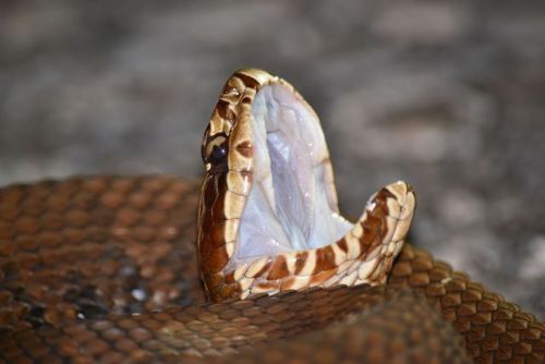 lovingexotics - Cottonmouth Snake Agkistrodon Piscivorus ...
