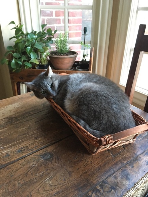 mostlycatsmostly - if she fit,,(submitted by @silky-glistener)