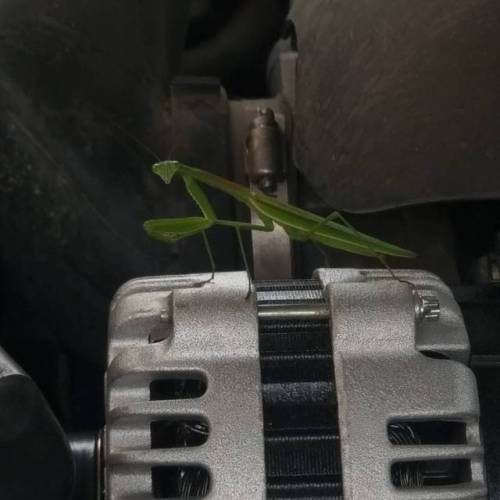 #praying #mantis (at West Side Tire & Automotive)