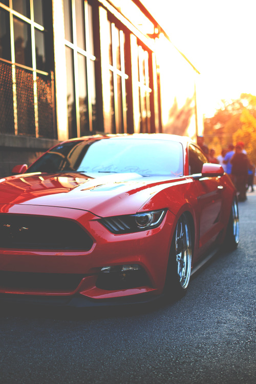 tryintoxpress - Mustang - Photographer ¦ Lifestyle - Nature -...