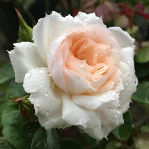 florealegiardini - Apricot roses with dew ~ misa_flowers
