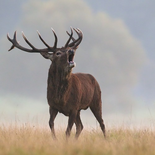 hominishostilis - beautiful-wildlife - Red Deer Stag by Steve...