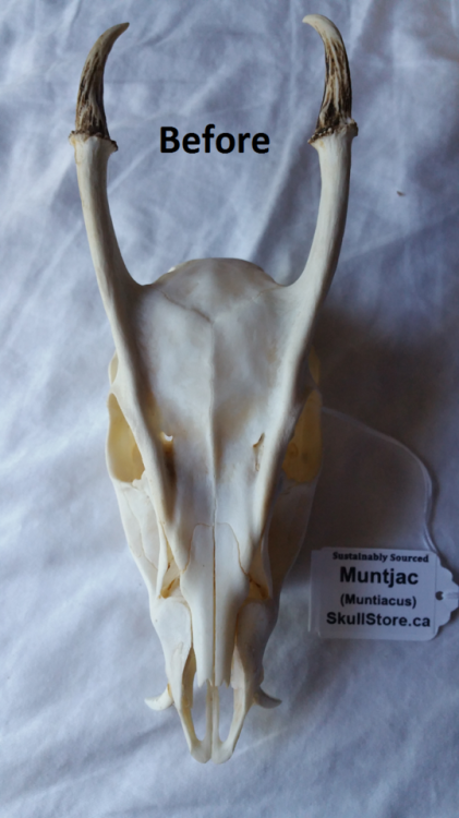 leucrotta - my muntjac is all done! cleaned and degreased and...