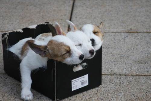puppiesfordummies - It’s weird that they put three shoes in this...