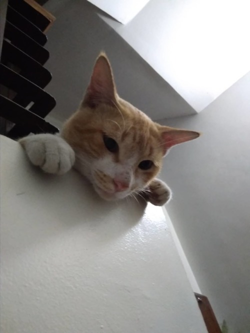 starfleetrambo - my cat doesn’t have eyes!