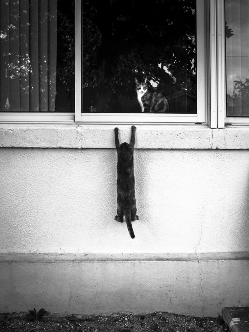 semioticapocalypse - Brian@Flickr. Cat story. 2017[ - - SemAp...