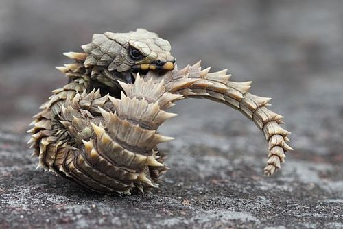 tramampoline - mrsroot - Cordylus cataphractusit’s a dragon
