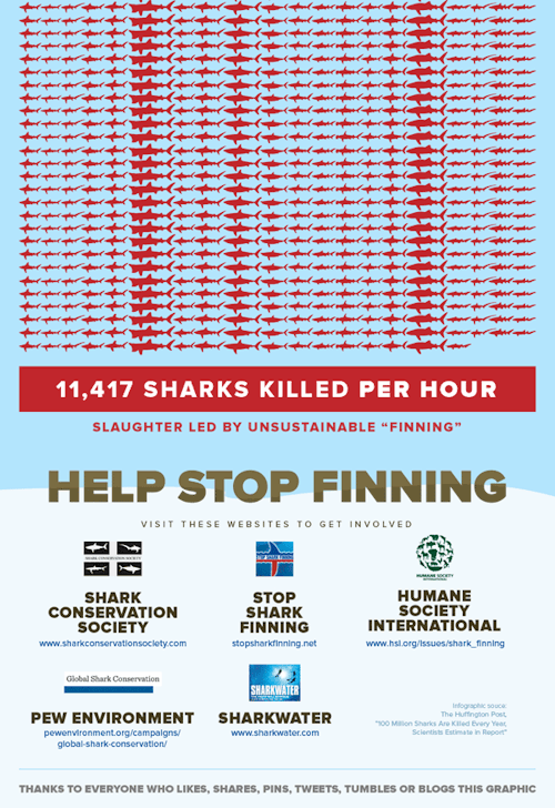 hella-free-space - ohplesiosaur - Shark finning infographic by...