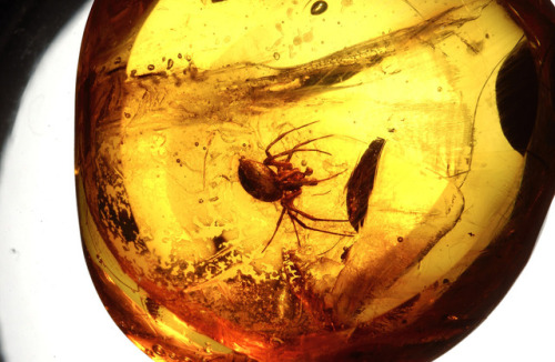 thetrixii:
“ sixpenceee:
“This is a 20 million year-old spider, caught in Dominican amber while unweaving spider silk. (Source)
”
*jurassic park*
”