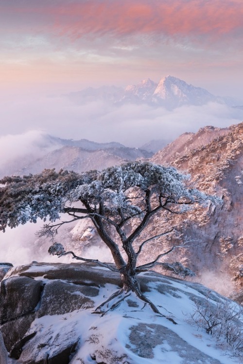 sundxwn - Pine Tree of Dobongsanby jae youn Ryu