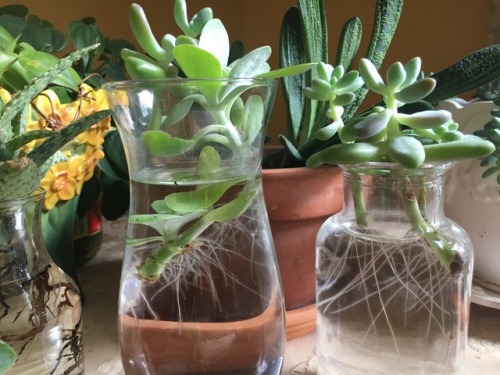 succulents4life - Wow!!! Look at the growth from water therapy...