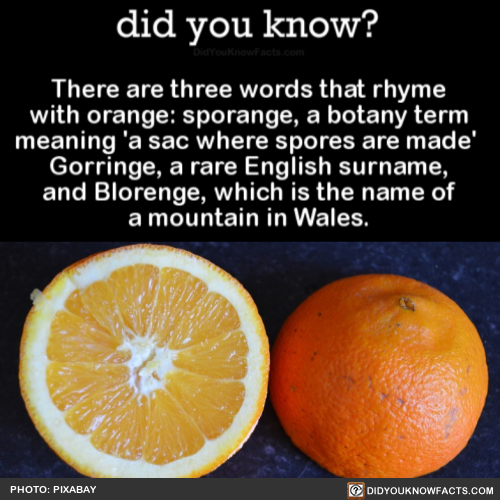 Image result for things that rhyme with orange