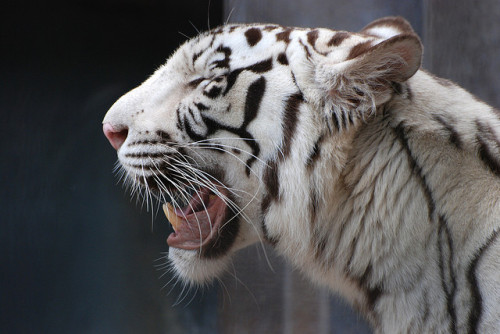 v1gilante - White Tiger by pensiveshadows on Flickr.