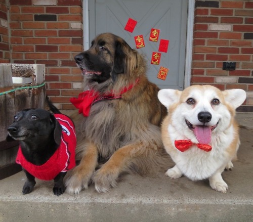 scampthecorgi:These doggies are here to wish you good luck in...