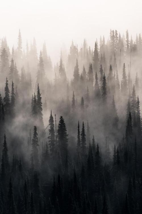 thebeautifuloutdoors - Morning fog creating an eerie gradient at...
