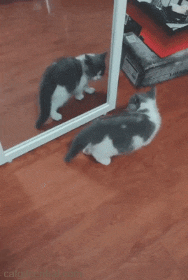Showing Moves to That Other Kitten