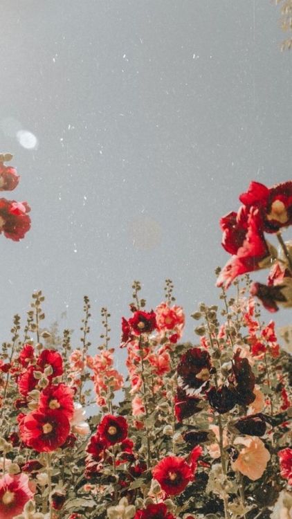 folklifestyle - Just Pinned to *Landscapes - red flowers #style...