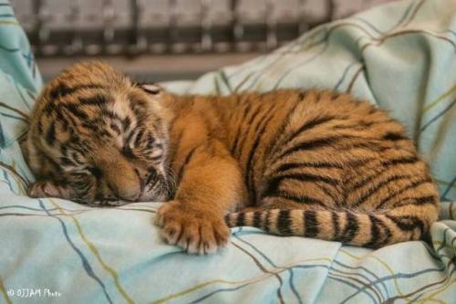 Tiger cub sleeping.