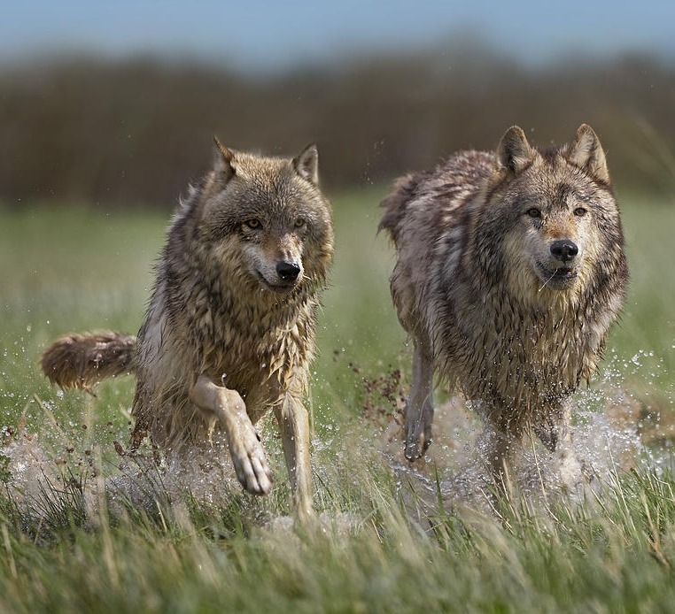 beautiful-wildlife:
“Gray Wolf Pair Running by Tim Fitzharris
Gray Wolf (Canis lupus) pair running through water, North America
”