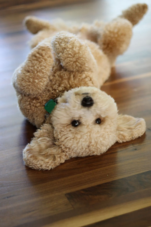 beben-eleben - Chubby Puppies That Look Like Teddy Bears