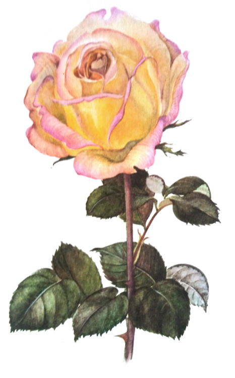 die-rosastrasse:transparent flowers illustrations ❀