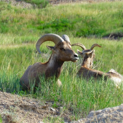 rayb270:Is it me or do bighorn sheep always look...