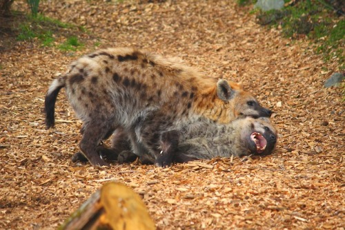 campire96:The hyena photoset :)