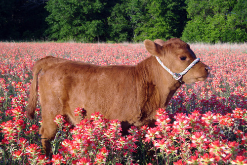 dollribbons:cute little cow baby in a field of red flowers