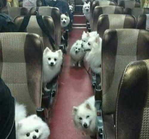 picsthatmakeyougohmm - hmmmWelcome aboard Pupper Airlines, please...