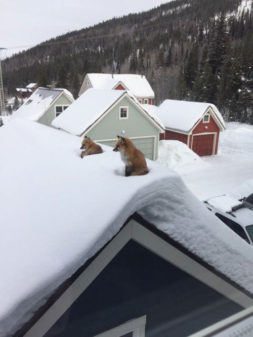 xtremecaffeine:fozmeadows:the lesser-known roof-fox makes its...