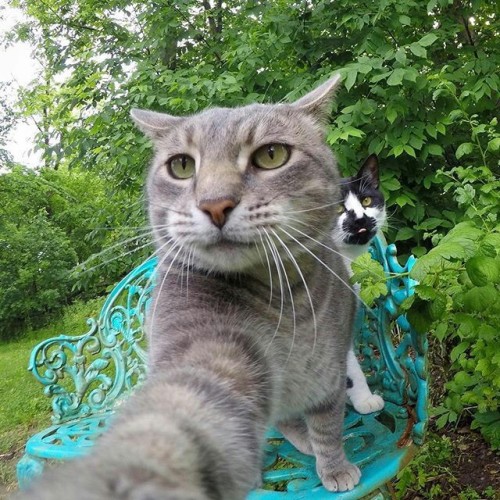 my-moonlight-us - This cat is a selfie addict 
