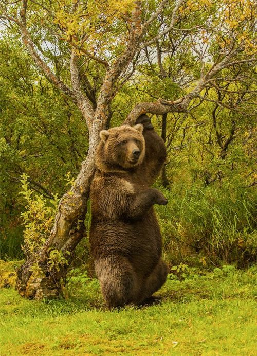 coisasdetere - Kodiak brown bear taken in Katmai National Park,...