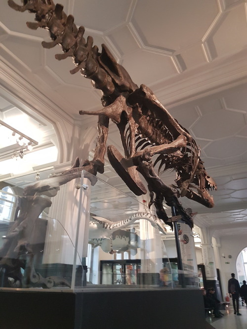 Manchester Museum. April 2018.T-rex skeleton showing odd...