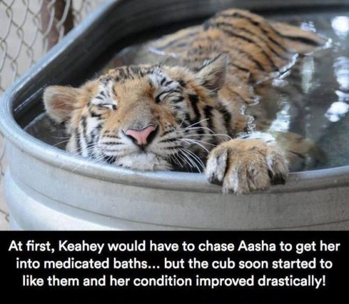 catchymemes:Sick Tiger Cub Gets Rescued From Circus, Makes...