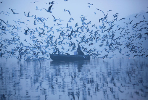 fotojournalismus:A man feeds seagulls from a boat in the Yamuna...