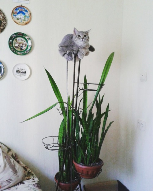 annaprovidence - My cat is a flower pot