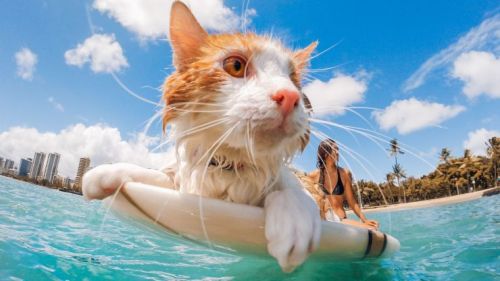Kuli is an adventure cat that surfs, hikes, skates and goes on...