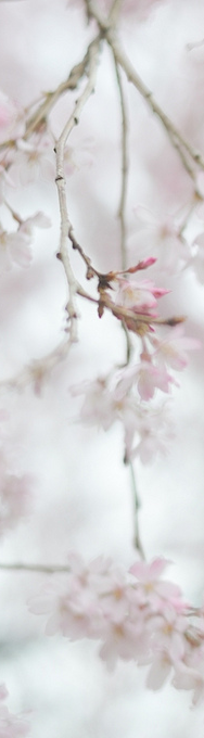 hanmii - sakura flowers by rin.u 