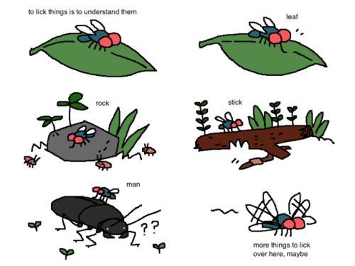 mossworm - fly has a day