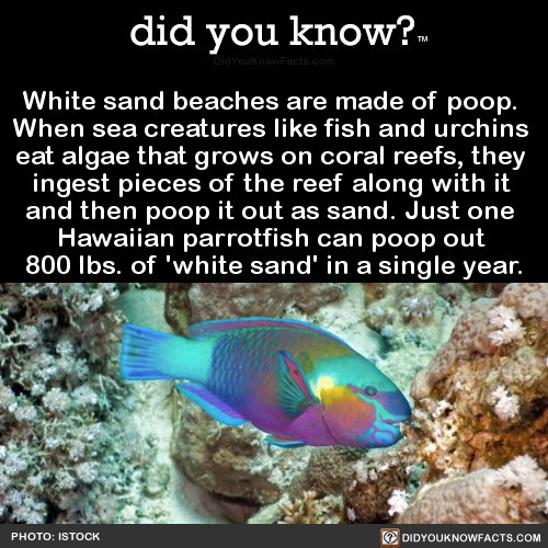 white-sand-beaches-are-made-of-poop-when-sea