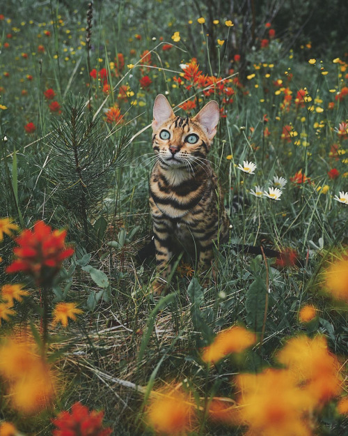 landscape-photo-graphy:Beautiful Bengal Cat Suki Adds Magic...