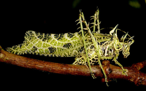 cool-critters - Lichen Katydid (Markia hystrix) The Lichen...