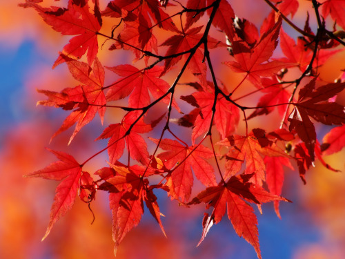 adventures-in-autumn - Autumn Colours            ↳ Red