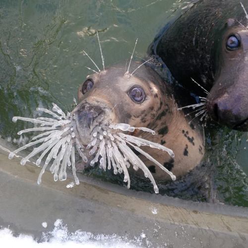 cuteness–overload - It’s so cold in Poland today that seal...