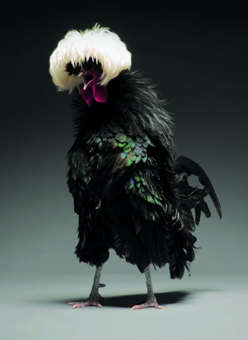 elodieunderglass:dancing-crow:boredpanda:We Photographed...