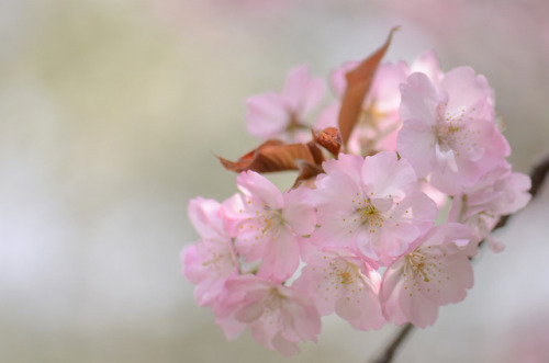 florealegiardini - Sakura, Kyoto Botanical Gardens, Japan ~...