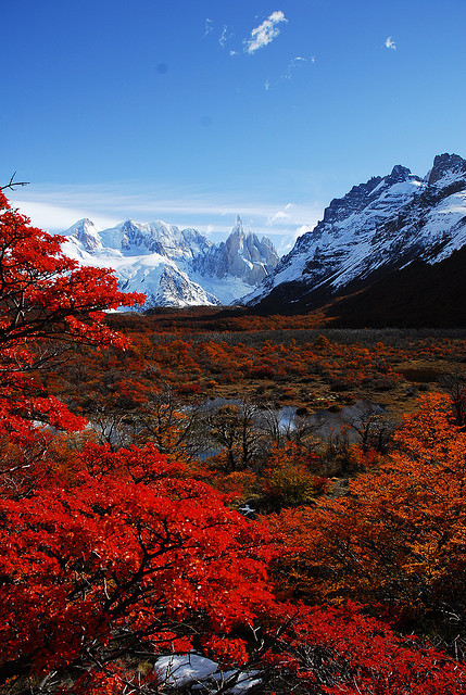 coiour-my-world - Cerro Torre and autumn leaves by live2bnomad...