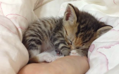kittehkats - Kittens Sleeping in Peoples Hands