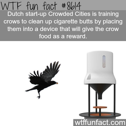 wtf-fun-factss - Dutch startup that trains crows to clean up...