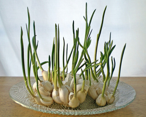 fragiledewdrop - amroyounes - 8 vegetables that you can regrow...